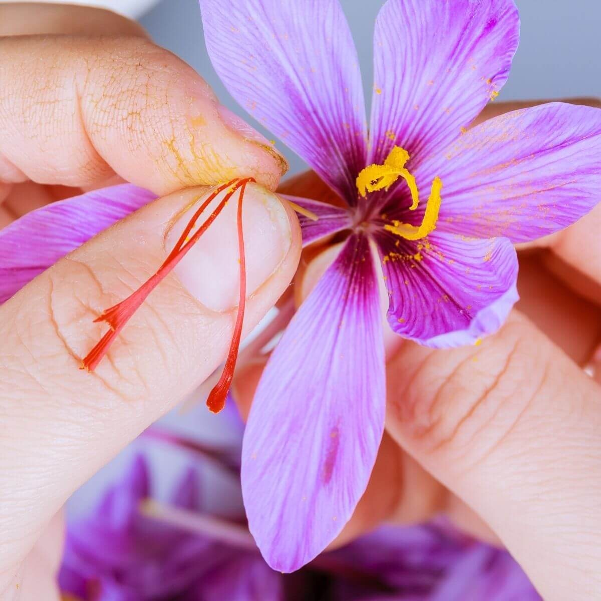 Saffron Autumn Crocus (Crocus sativus) - 50 Seeds | Fall-Blooming Purple Beauty gallery