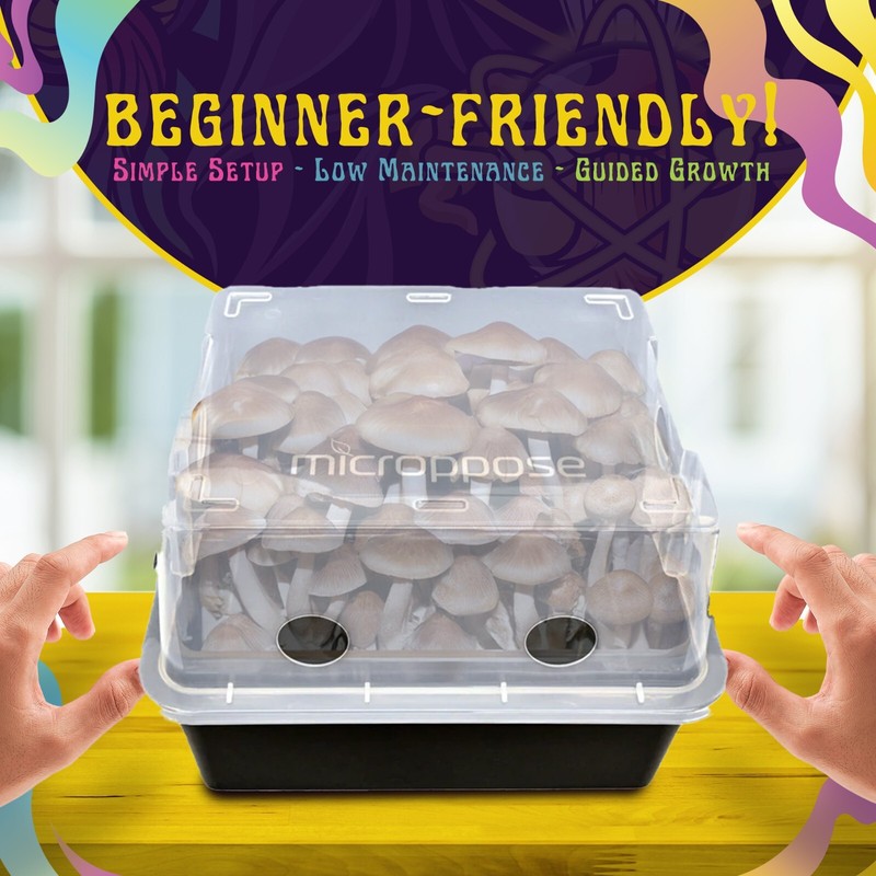 Medium Beginners Mushroom Grow Kit | Indoor Grow Kit w/ Bulk Substrate gallery