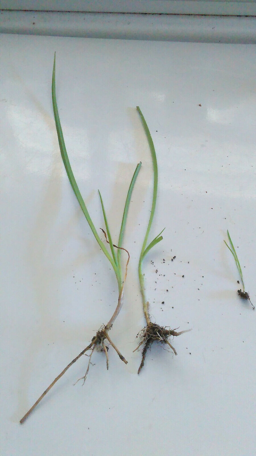 10 Spiderwort Transdescantia Purple Flower Bare Root Rhizome Bulbs- Live Plants gallery