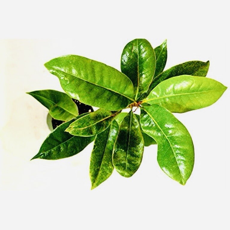 1 PACK 4” POT SOUTHERN MAGNOLIA TREE GREENHOUSE BEST GIFT LIVE PLANT GUARANTEED gallery