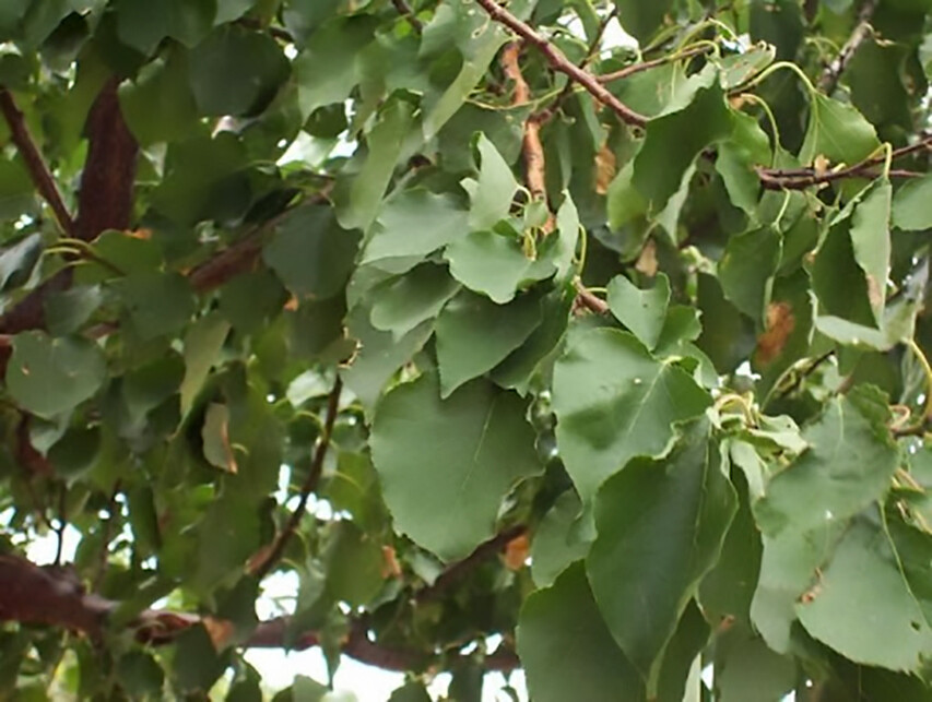 Apricot, Prunus armeniaca, Tree Seeds (Fast, Hardy, Edible, Showy, Fall Color) gallery