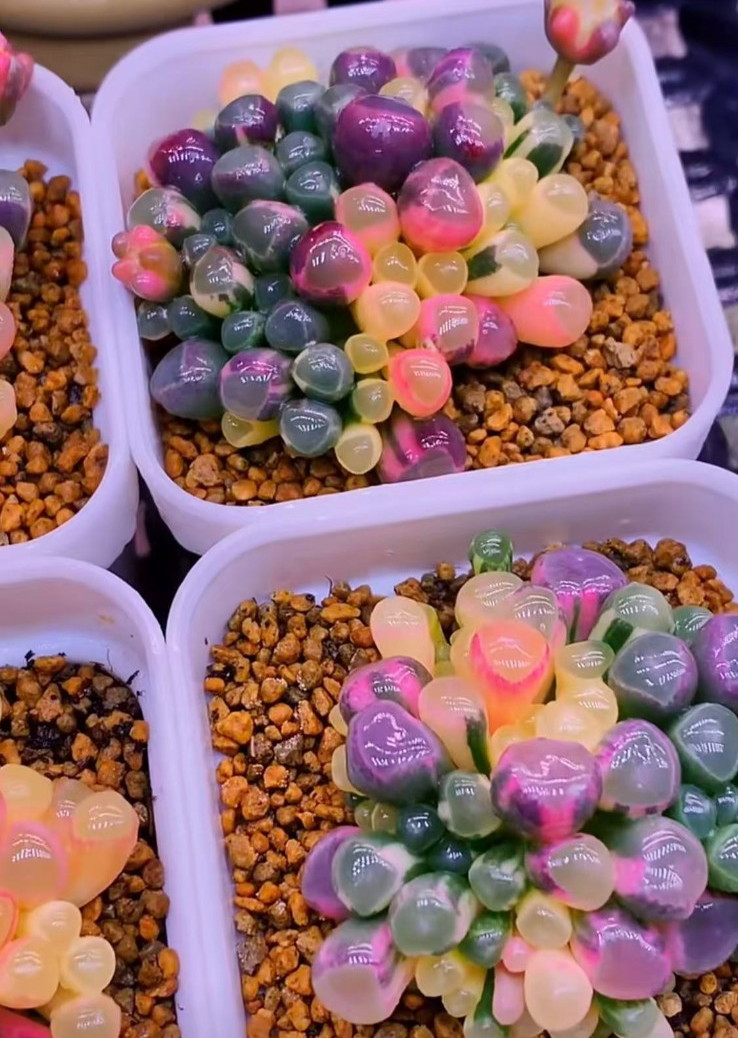 50 Lithops Seeds – Living Stone Succulent – Rare Colorful Varieties gallery
