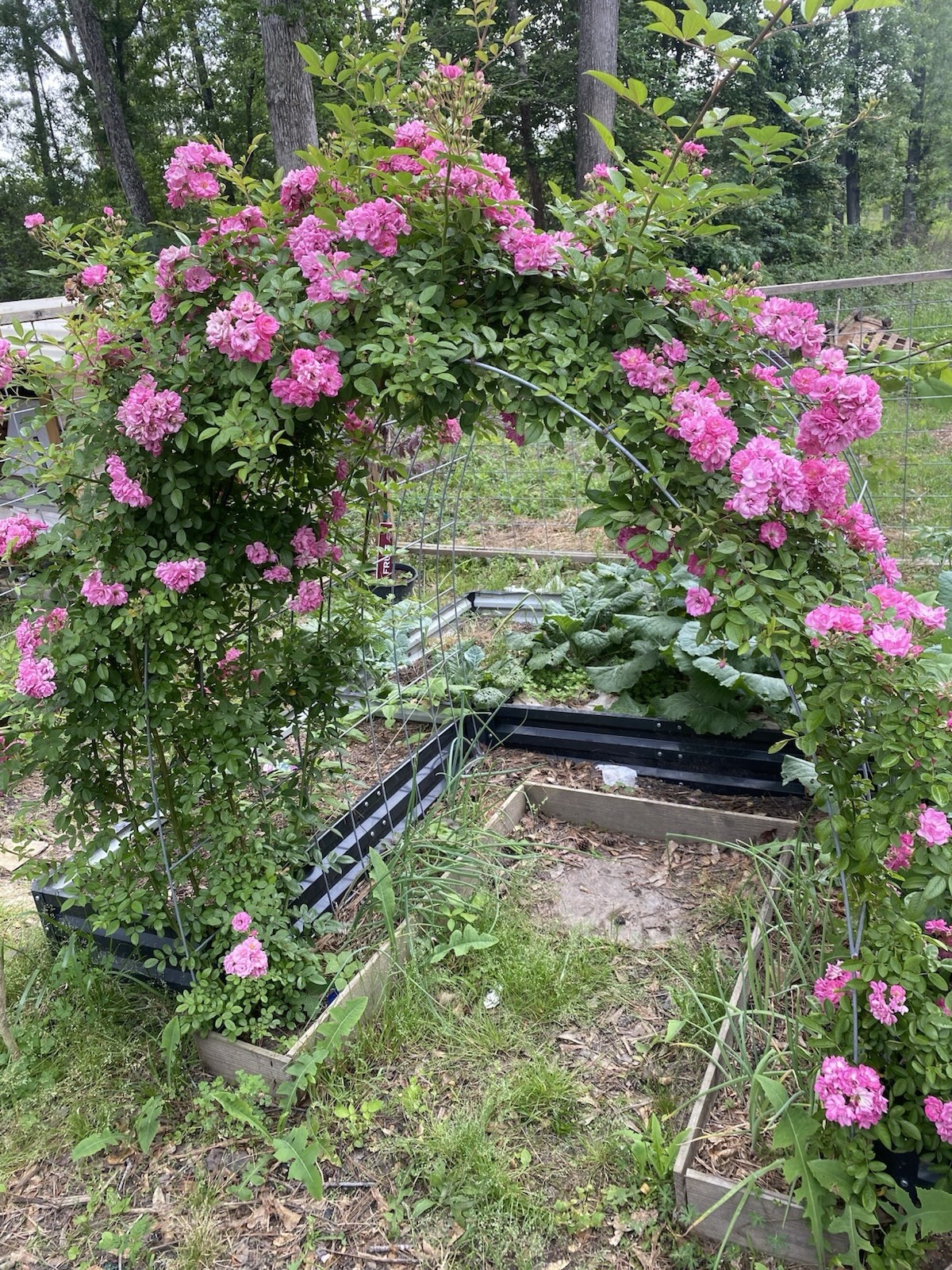 Peggy Martin Rose Cutting- Pink- 1 Rooted Cutting- 5-7 Inches Long- Bare Root gallery