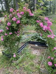 Peggy Martin Rose Cutting- Pink- 1 Rooted Cutting- 5-7 Inches Long- Bare Root