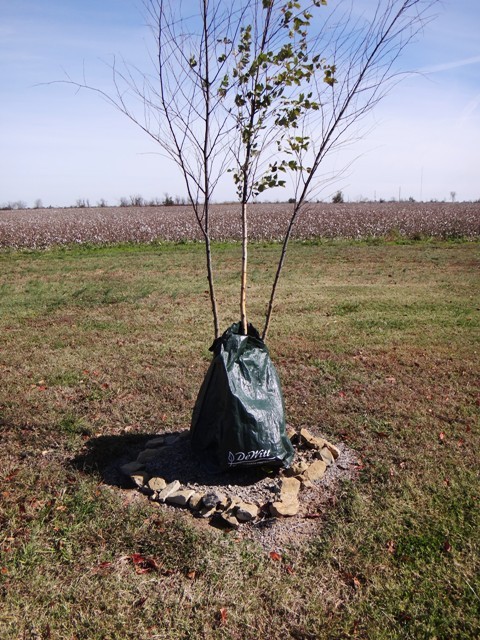 DeWitt Tree Watering Bag - Slow Release Irrigation 8-PACK gallery
