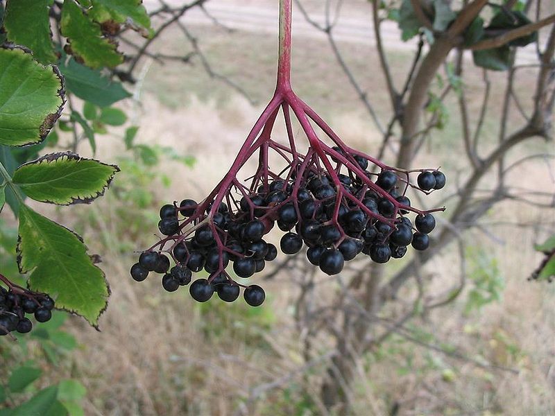 elderberry, BLACK ELDERBERRY tree berry, 100 seeds! GroCo Buy US USA gallery