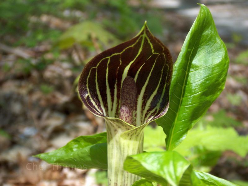 5 Jack-In-The-Pulpit bulbs Indian Turnip (Arisaema triphyllum) gallery
