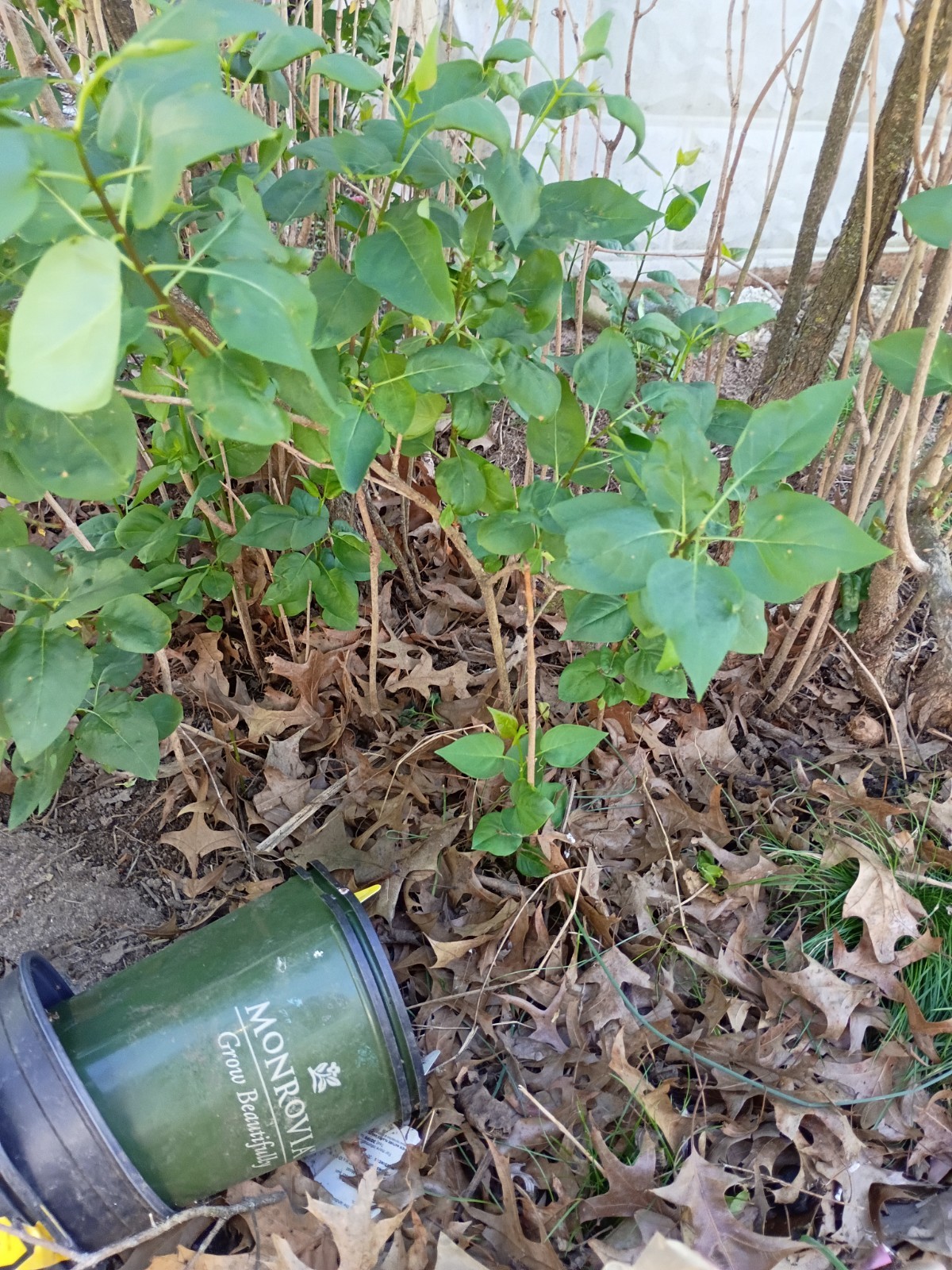 Common Lilac Shrub Sapling Ships In 2 Quart Pot 6-12" Tall Syringa vulgaris gallery