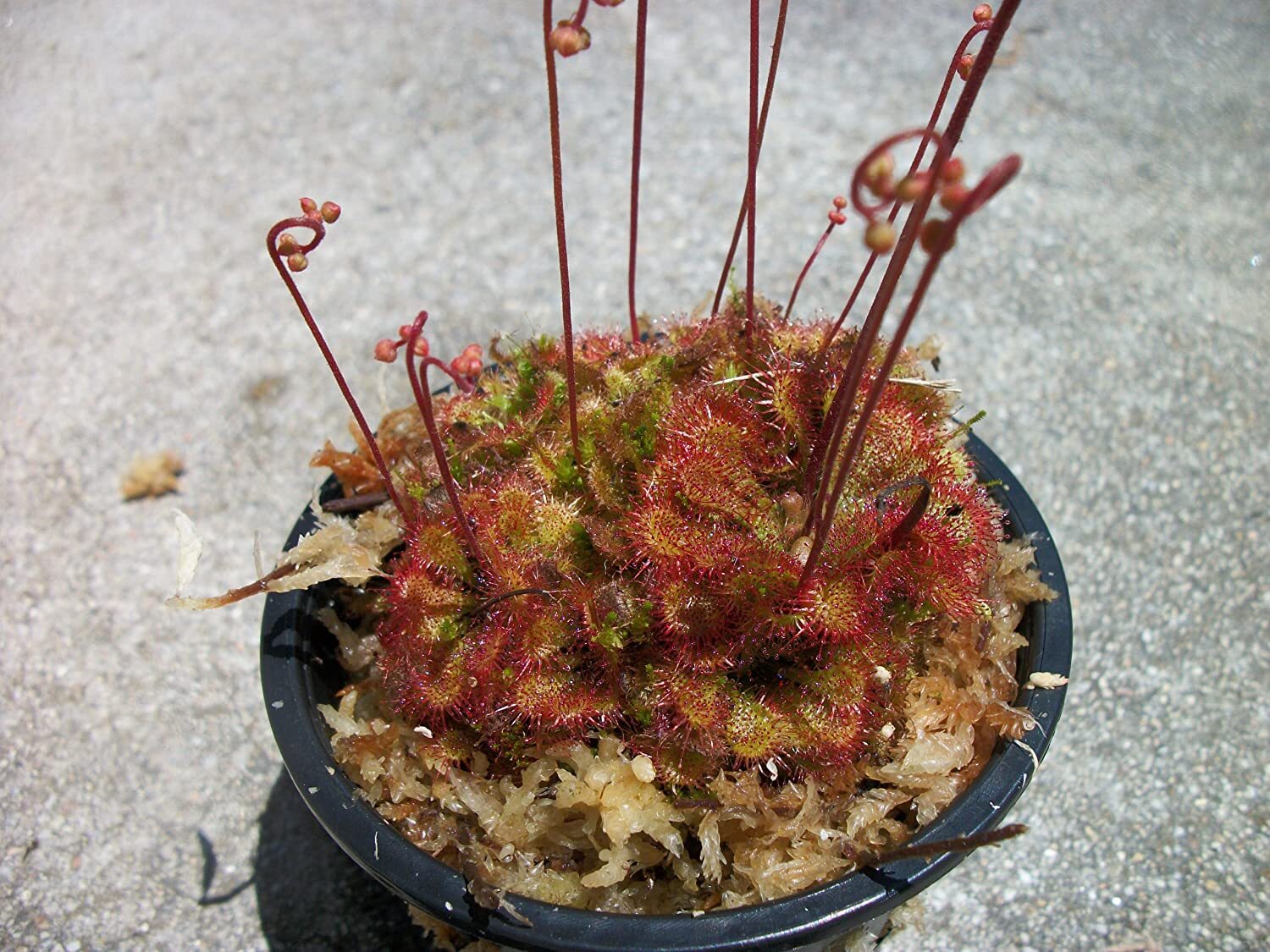 Carnivorous Spoon Leaf Sundew (Drosera Spathulata) Plant 3 inch pot gallery