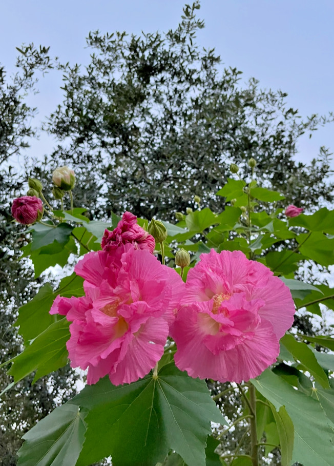 Tri Color Confederate Rose - Hibiscus mutabil (pink White) Two rooted plant gallery