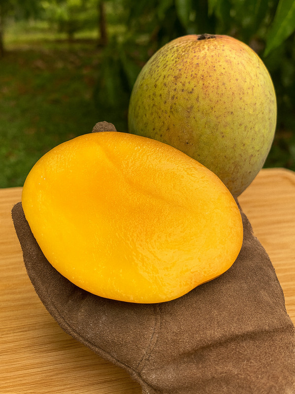 Coconut Cream Mango Tree Seedling – Live Tropical Starter Plant – Healthy Young gallery