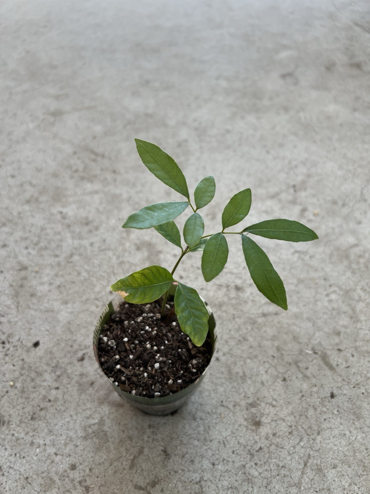 Longan Tree Dimocarpus Dragon Eye 8” With Pot Seedling Tropical Fruit Live Plant gallery