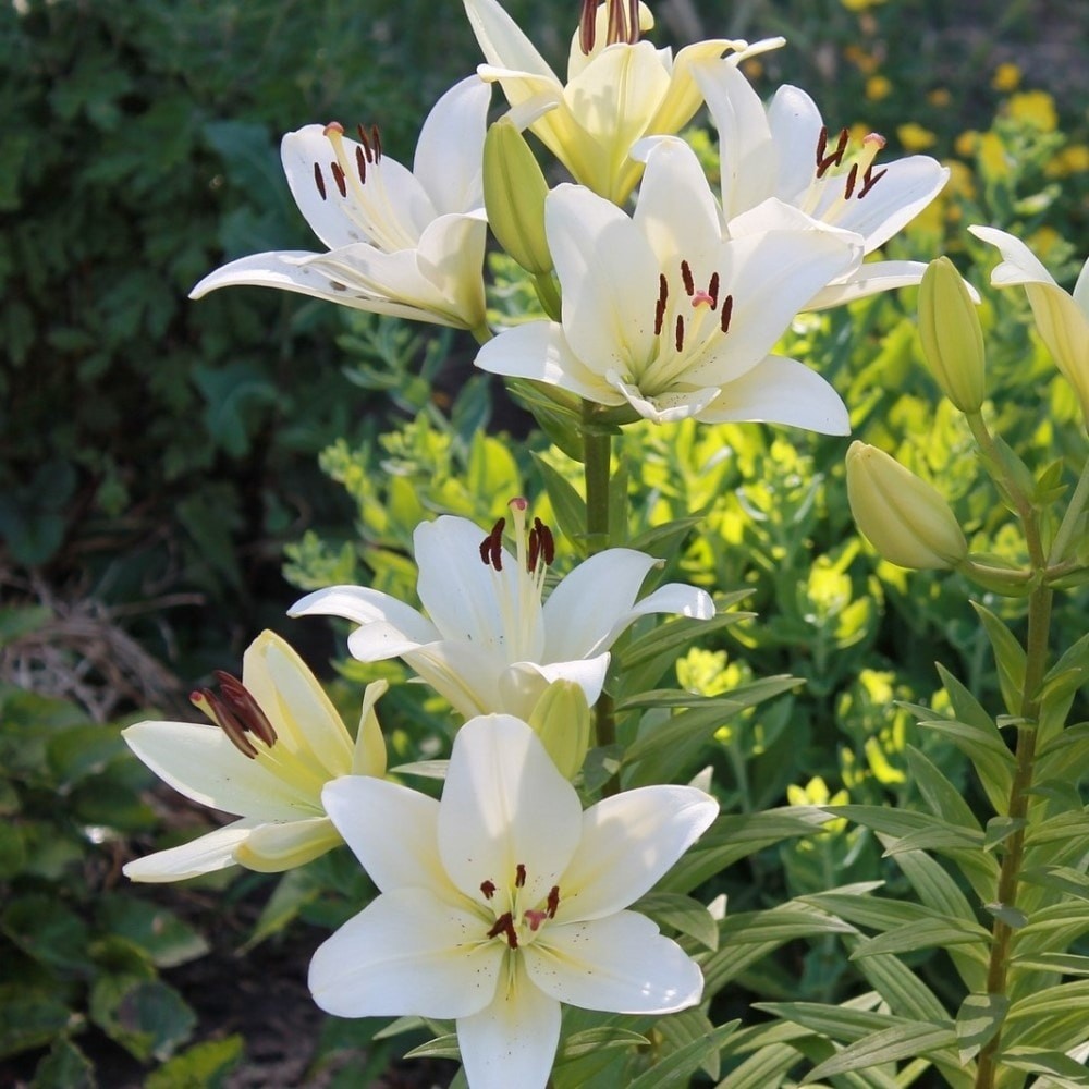 Giant Tree Lily "Pretty Lady" Flowers - 3, 6 or 12 Bulbs - Attracts Butterflies, gallery