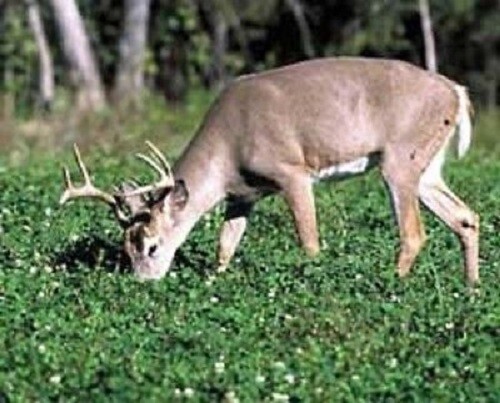 3lbs JUMBO LADINO WHITE CLOVER Seed For Deer Food Plot Turkey Very Large Leaf gallery