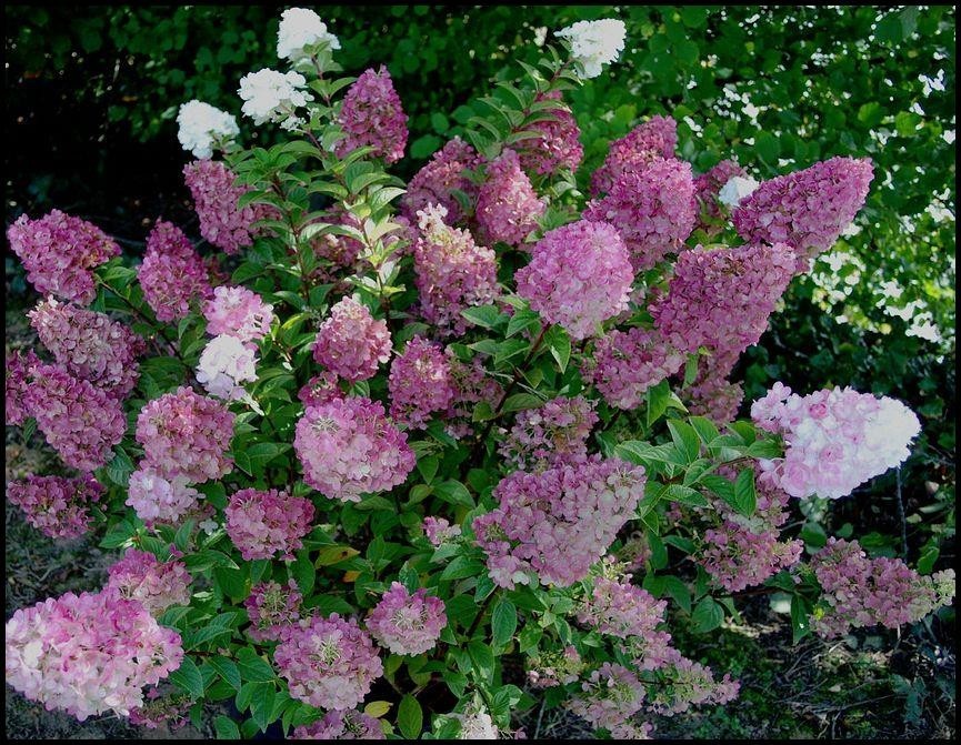 Raspberry Sundae Hydrangea Plants gallery