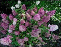 Raspberry Sundae Hydrangea Plants
