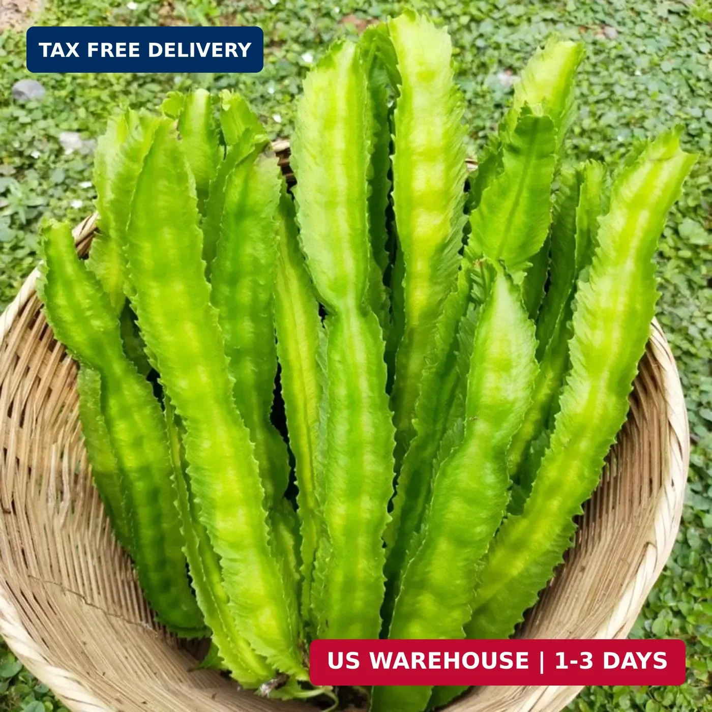 100+ Winged Bean Seeds Four Angled Bean Manila Bean King Shire Winged Bean Drago gallery