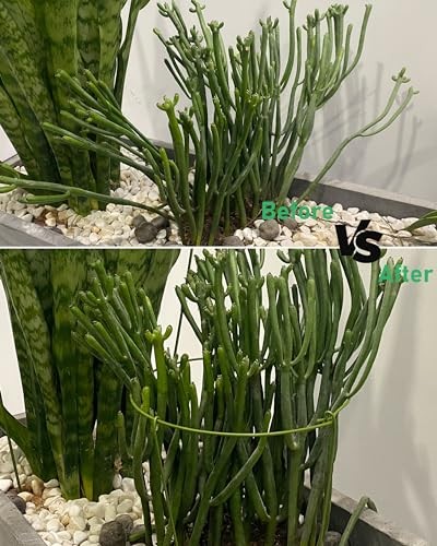 3 Pack Plant Support Stakes, Adjustable Plant Ring Cages 10" Wide x 17" High gallery
