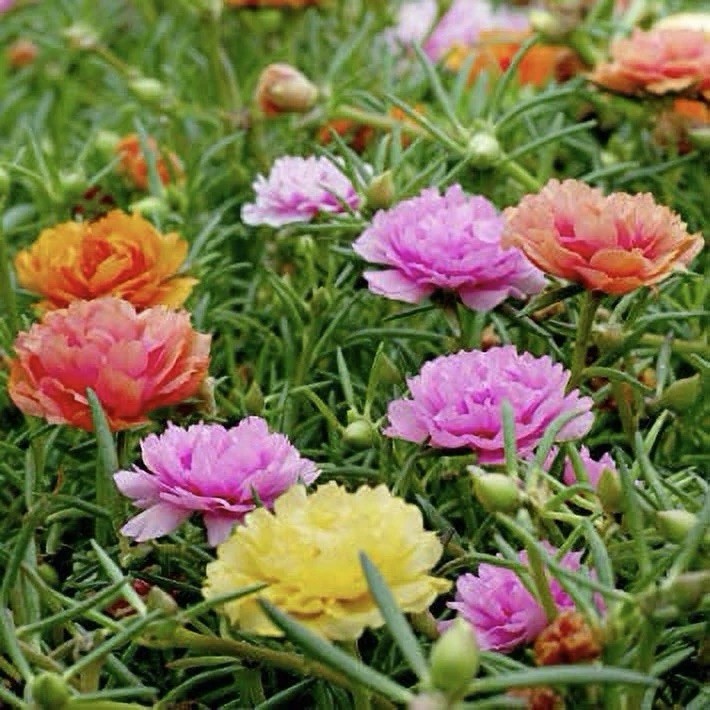 MOSS ROSE SEEDS - 2000 Seeds | PORTULACA DOUBLE MIX (Portulaca grandiflora) USA gallery