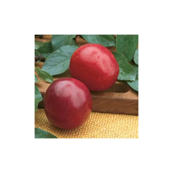 Online Orchards Dwarf Santa Rosa Plum Tree Bare Root Fruit Tree FTPL003 gallery