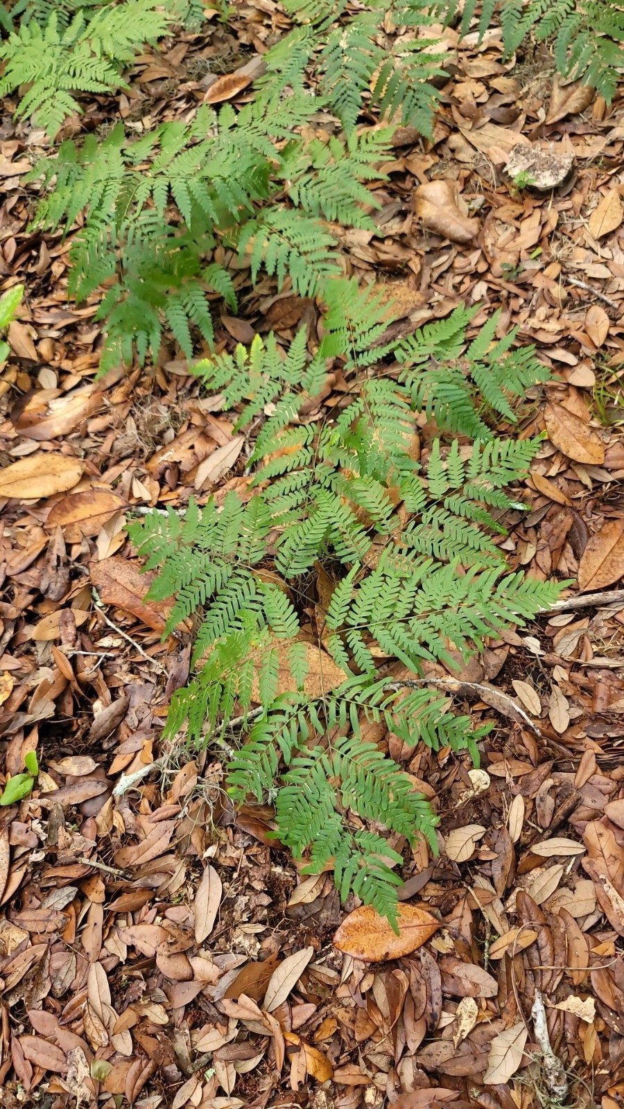Eagle Ferns 2 Per Order Rare Heirloom In Pots gallery