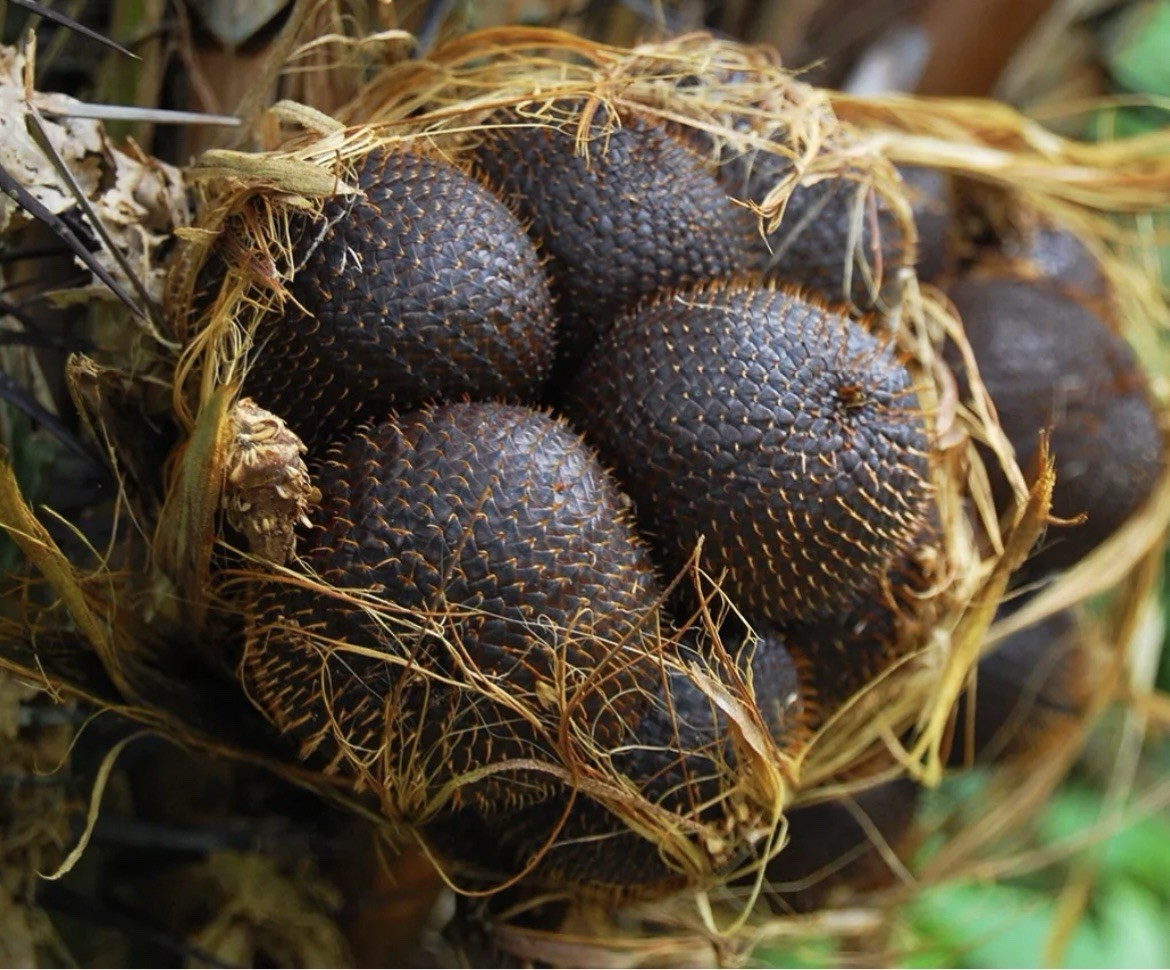 20 Sprouted Salacca Seeds Gula Pasir Bali Snake Skin Fruits Seeds For Planting gallery