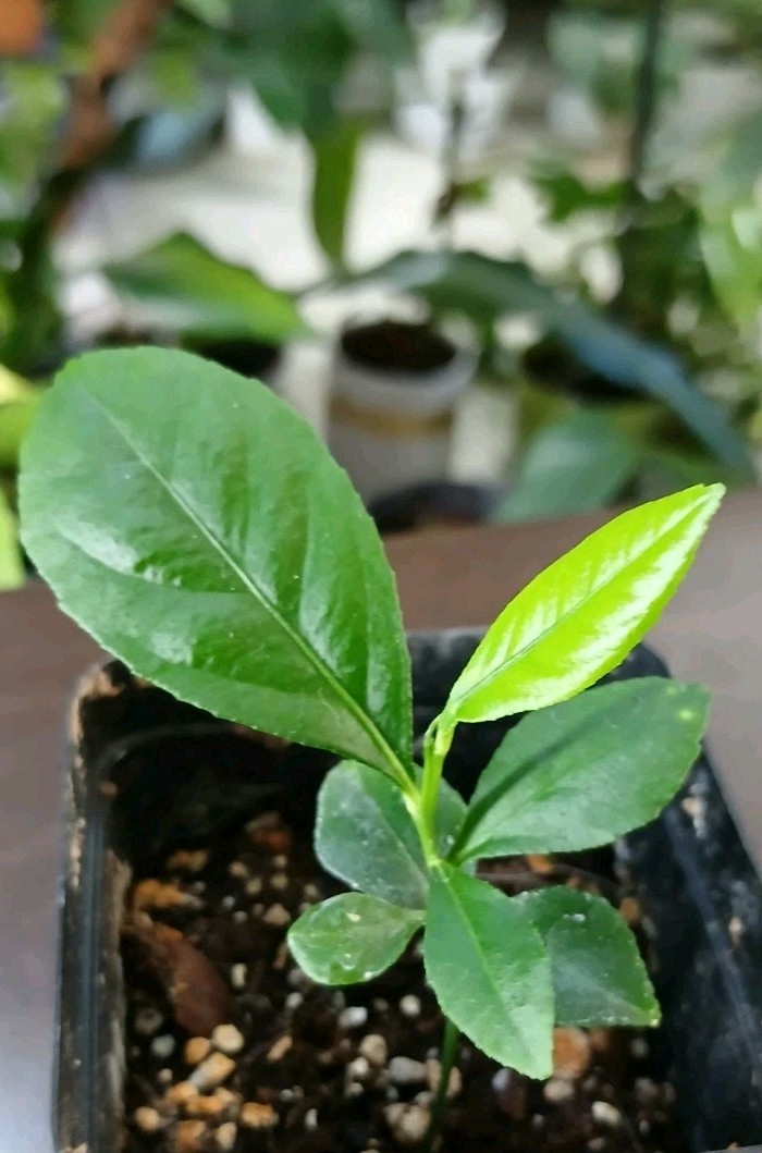 Live Fruit Tree Lemon Eureka Growers Choice Starter Seedling 4-6 Inches gallery