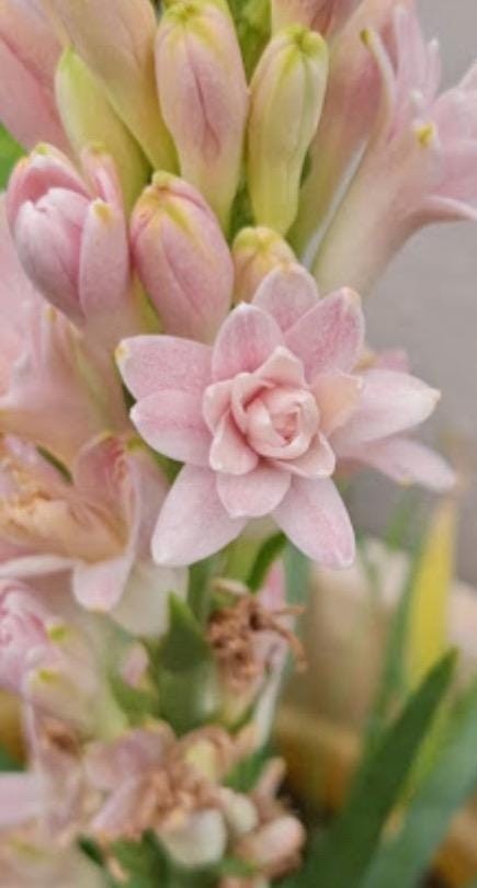 PINK PARFAIT Double Polianthes Tuberose Bulbs - Top Size - US Seller gallery