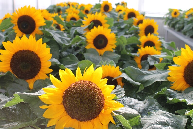 Sunflower Seeds - Dwarf Yellow Sunspot, Heirloom, Free Shipping gallery