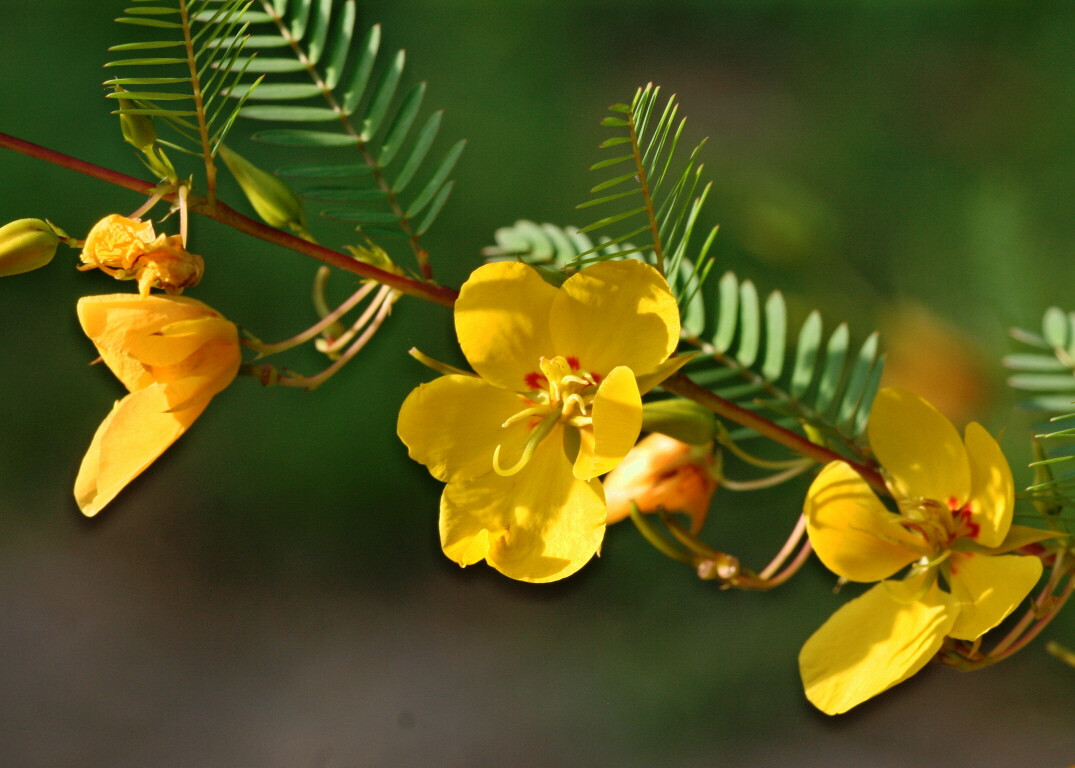 partridge pea, SLEEPING sensitive PLANT 254 seeds GroCo BUY ANY 10 - SHIPS FREE gallery