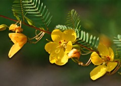 partridge pea, SLEEPING sensitive PLANT 254 seeds GroCo BUY ANY 10 – SHIPS FREE