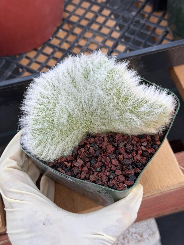 Hairy Crested Monkey Tail Cactus Rare Fuzzy White Succulent Live Plant gallery