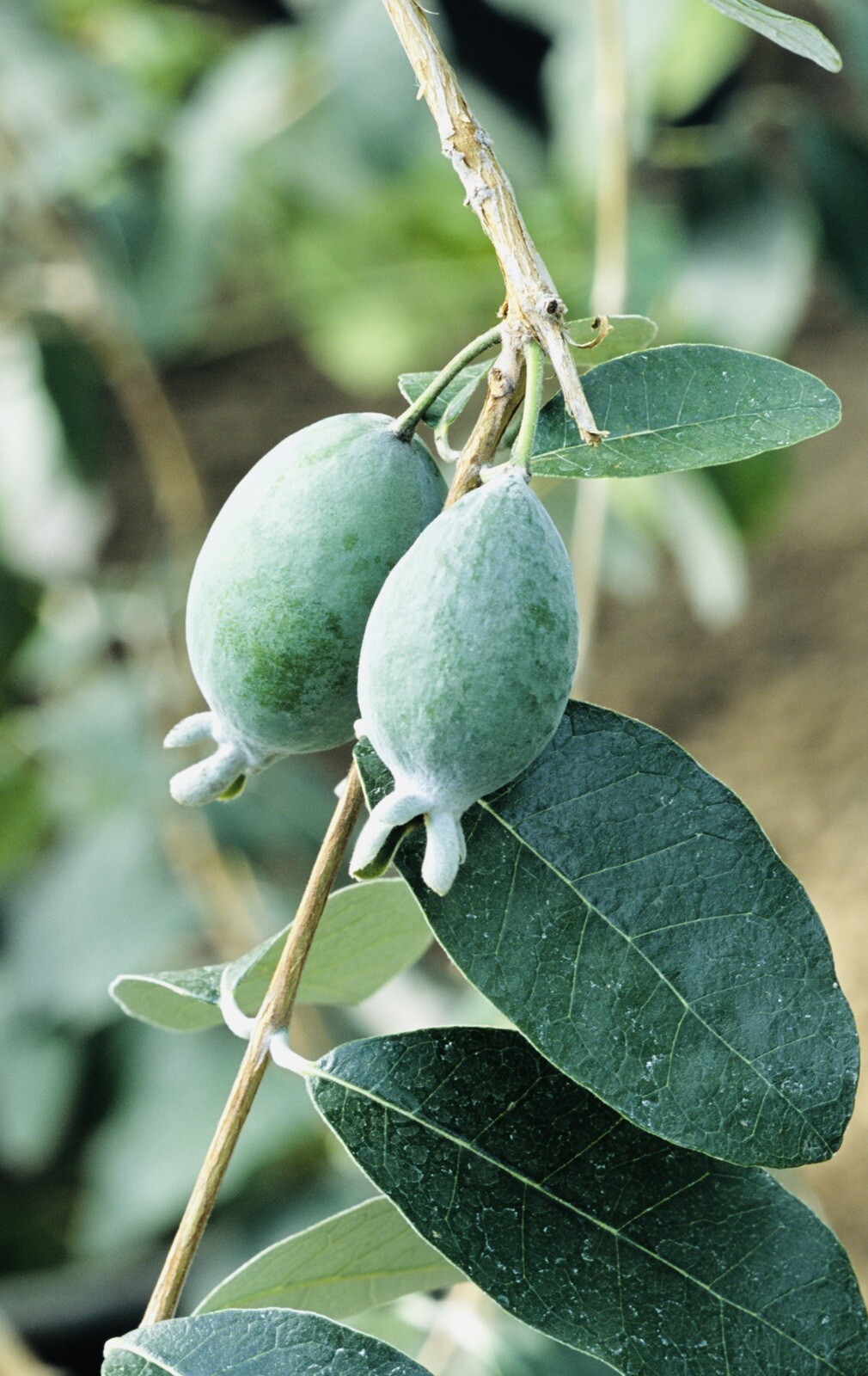 2 PACK PINEAPPLE GUAVA TREE PLANT GREENHOUSE BEST GIFT LIVE PLANT GUARANTEED gallery