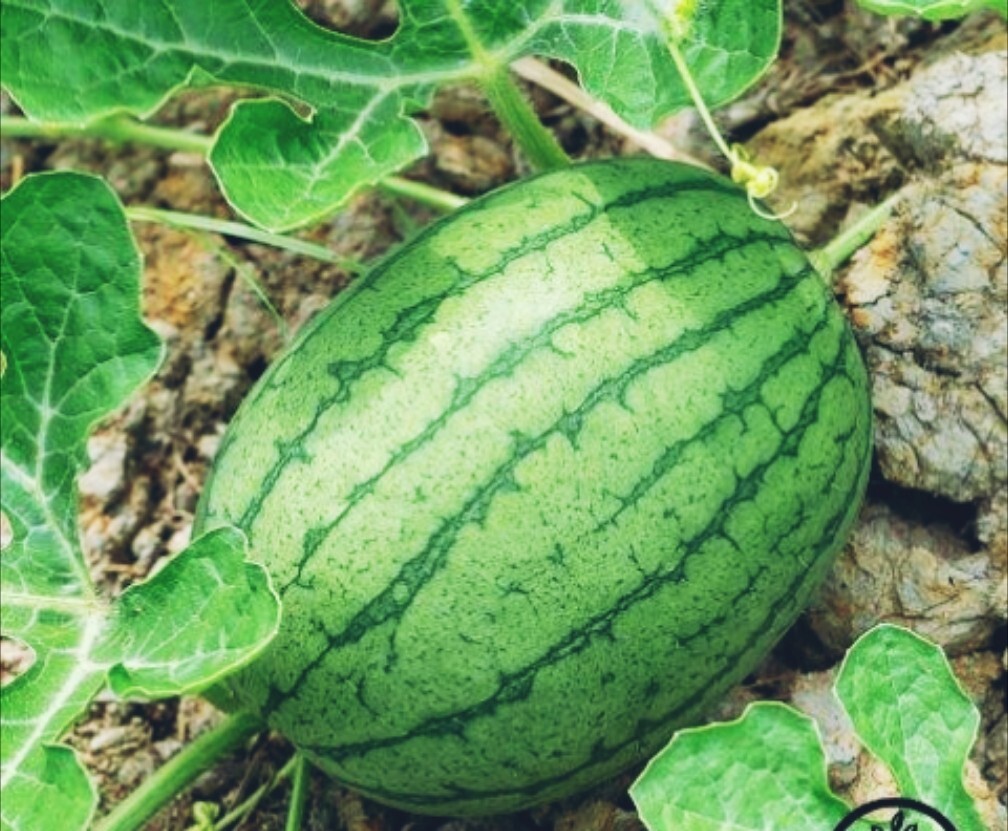 Florida Giant watermelon seeds | 15 seeds | 30-40 LB| NON-GMO | gallery