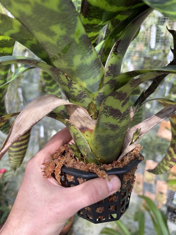 Guzmania musaica high Elevation Clone SPECIMEN SIZE rare Bromeliad Plant gallery
