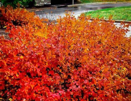 Konza Fragrant Sumac {Rhus aromatica Konza} 20 seeds Free Shipping! gallery
