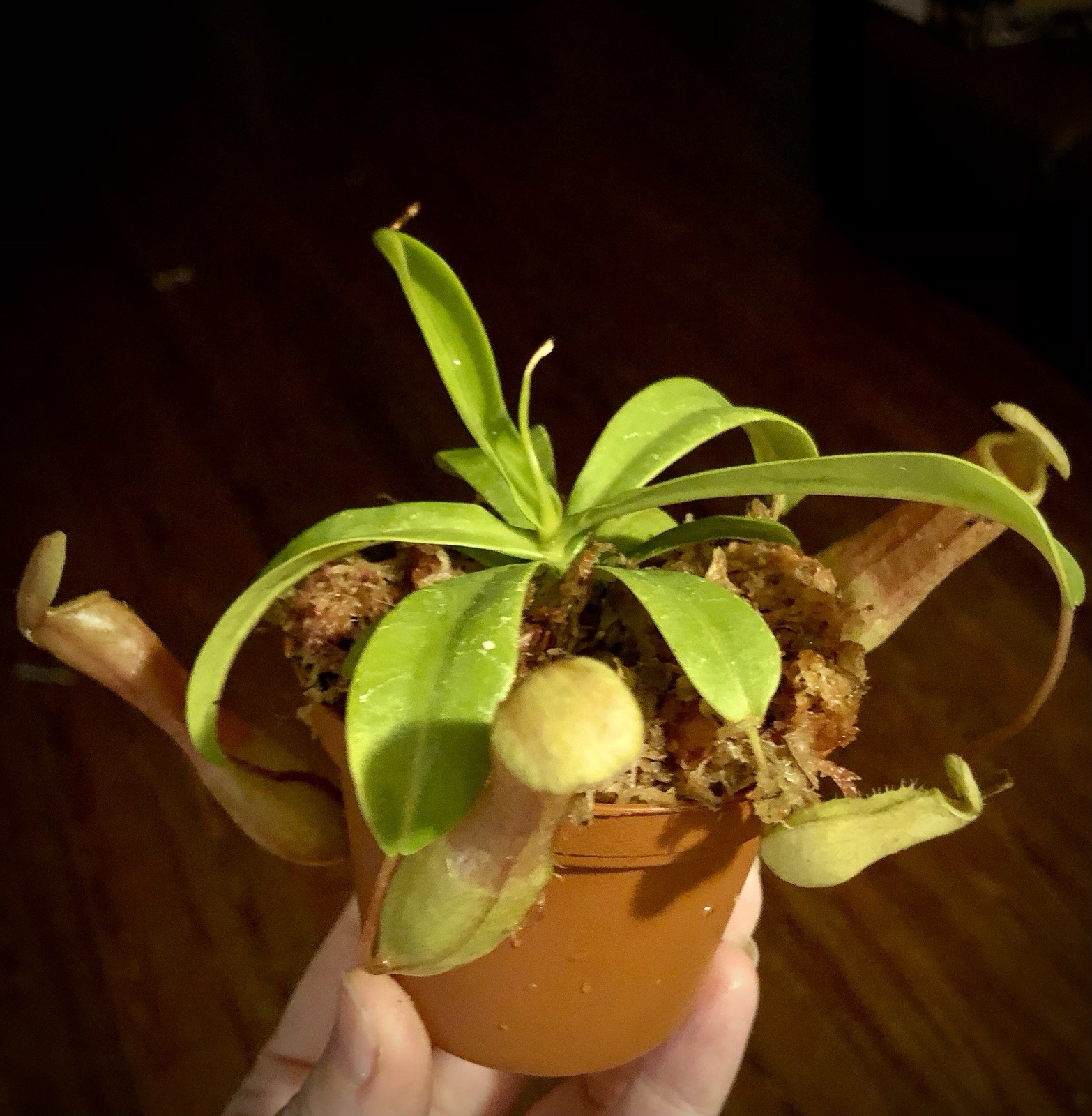 Nepenthes Ventricosa - Pitcher Plant - Live Tropical Carnivorous Plant gallery