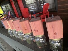 6 Red Cedar carpenter bee-bore cedar traps FREE SHIPPING