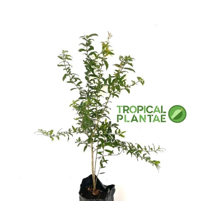 Pomegranate Tree – Live Fruit Tree – Hardy Outdoor Plant – USDA Certified gallery