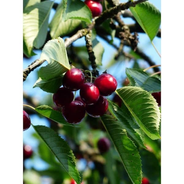 3 ft. Lapins Cherry Semi-Dwarf Tree – Self-Pollinating, High Yield gallery