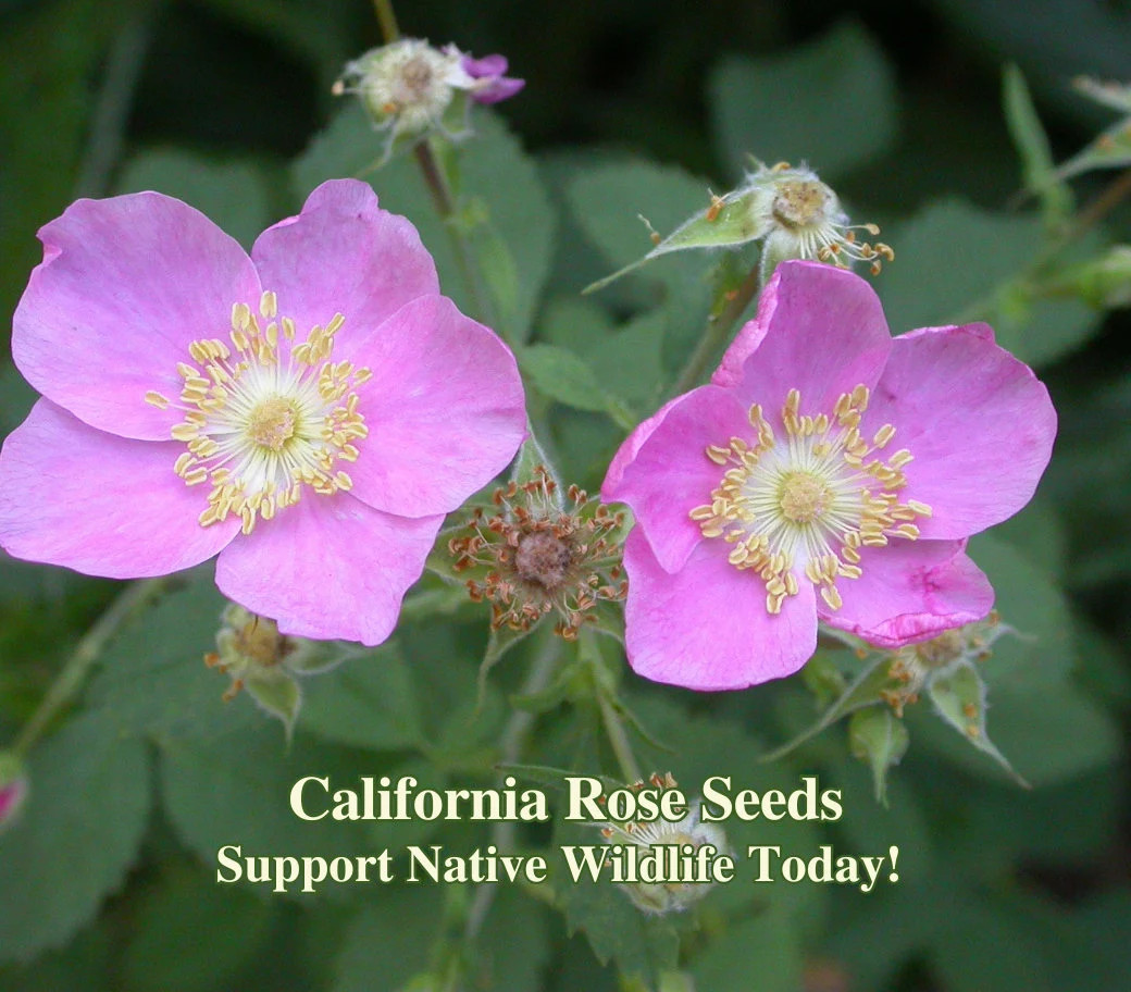 Wild Rose Seeds California Native Seeds Rosa californica Pollinator Seed For Bee gallery