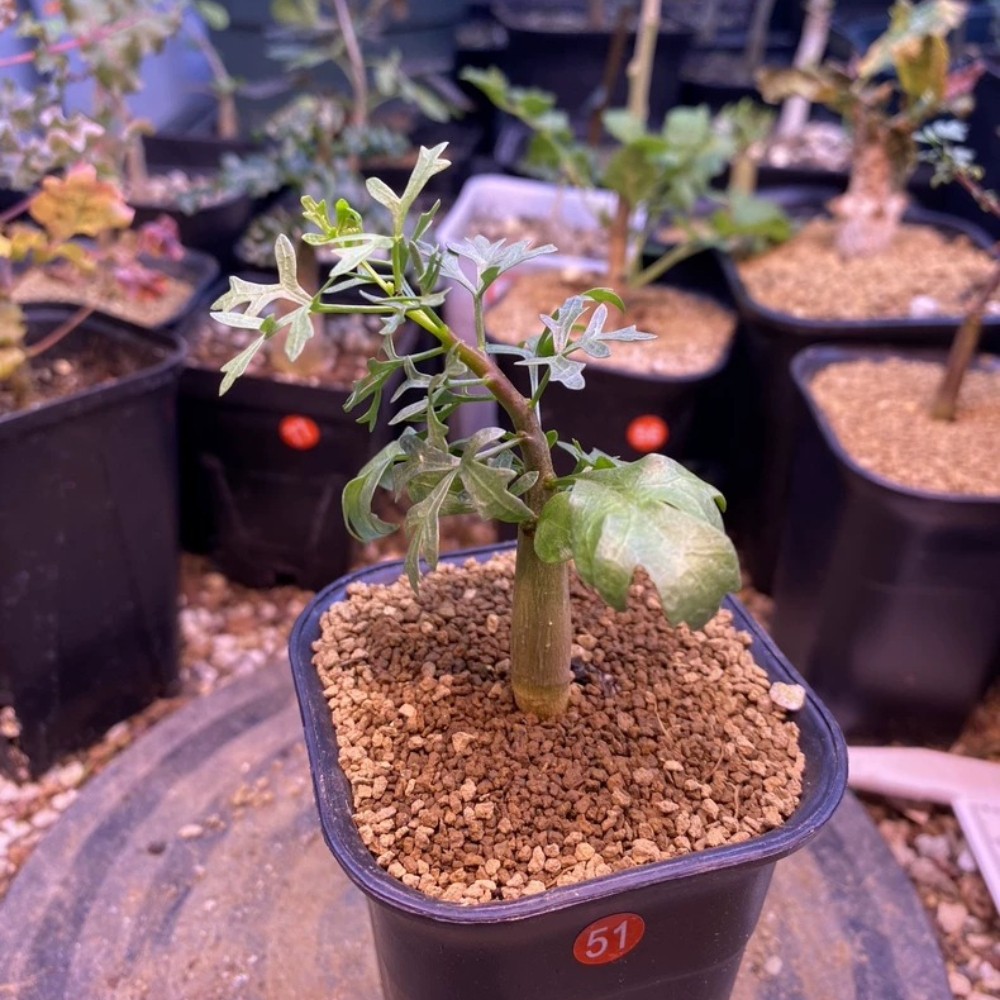 1Pieces 1cm Seedgrwoth Seedling Commiphora Cervifolia Beautiful Garden Planting gallery