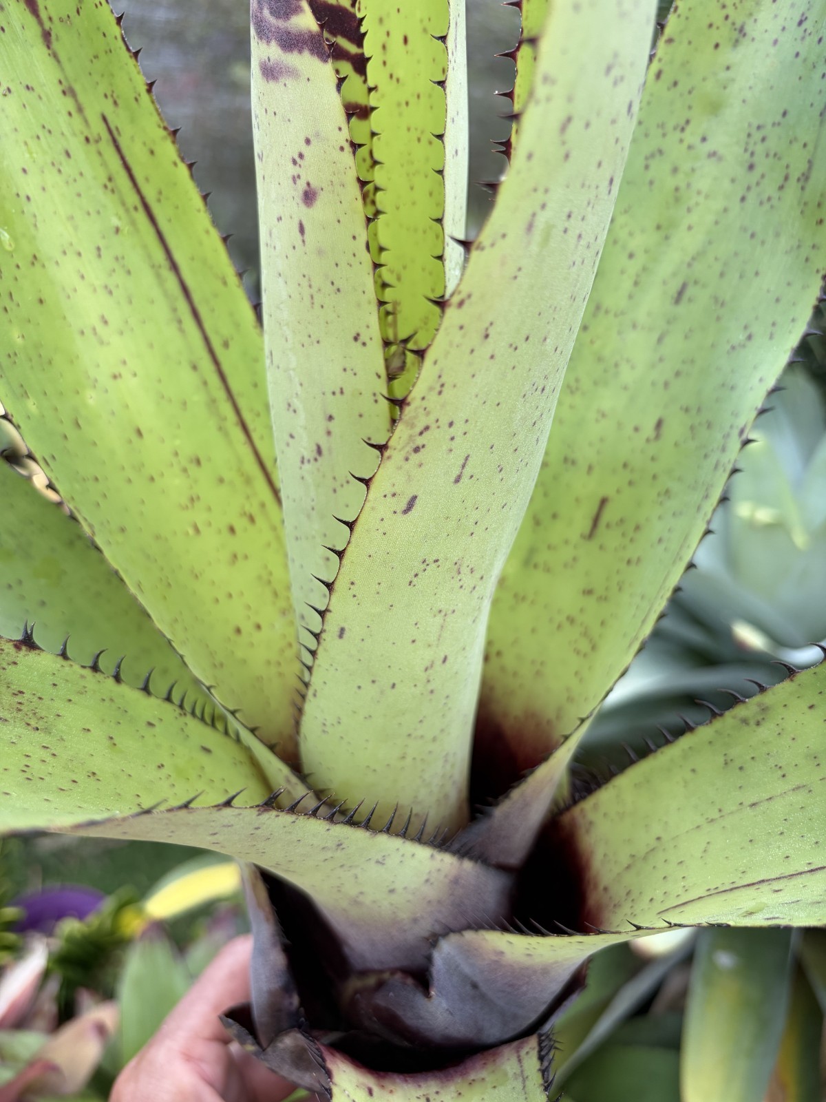 Bromeliad Sale! Neoregelia 'Rainbow Carcharodon' gallery