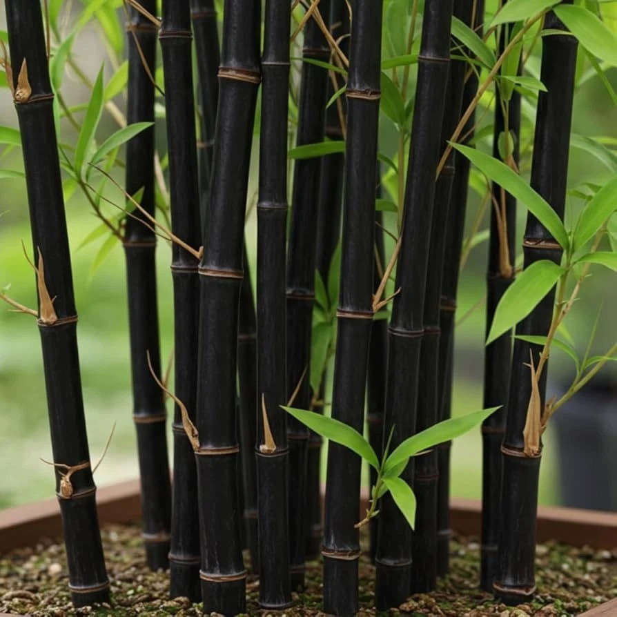 100+ Black Bamboo Seeds – Bonsai, Garden & Home Decoration, Cold Resistant, USA gallery