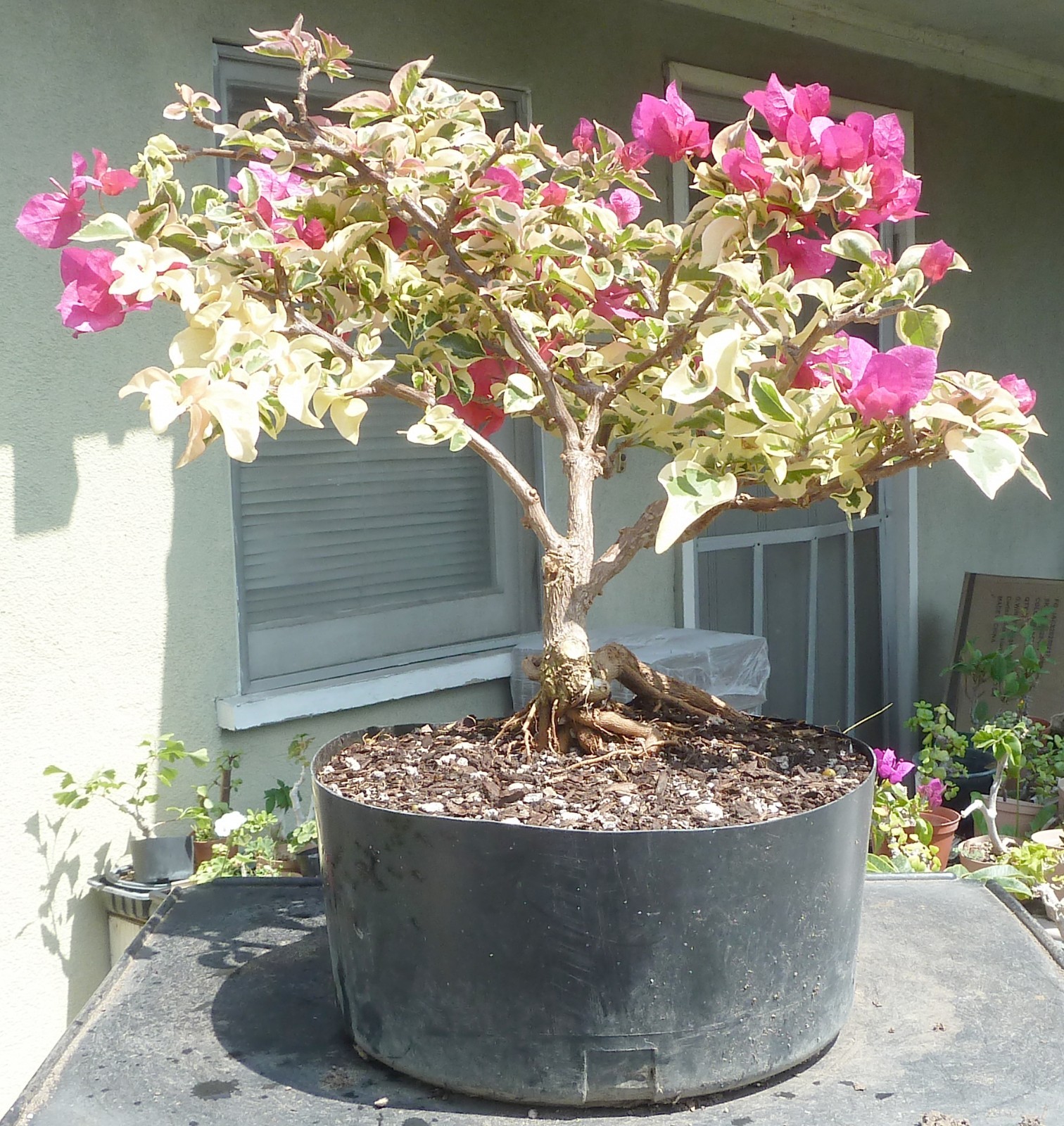 Variegated Bougainvillea Raspberry Ice Pre Bonsai Dwarf Kifu Nice Trunk Flowers gallery