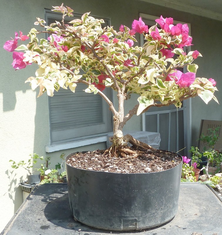 Variegated Bougainvillea Raspberry Ice Pre Bonsai Dwarf Kifu Nice Trunk Flowers gallery