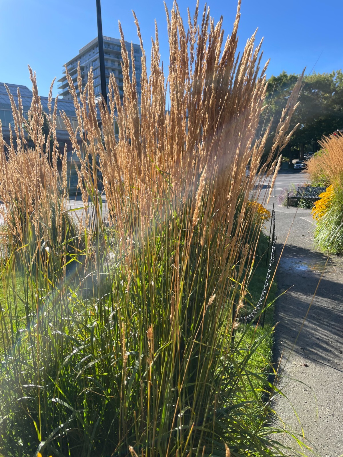 Calamagrostis x acutiflora | Feather Reed Grass | 20 Seeds gallery