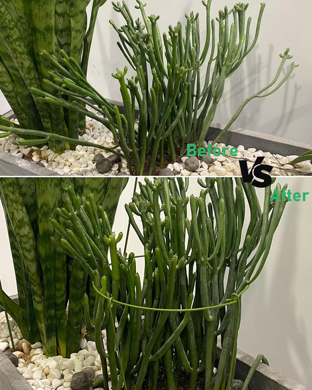 5 Pack Plant Support Stakes, Adjustable Plant Ring Cages with Green Rubber Wrapp gallery