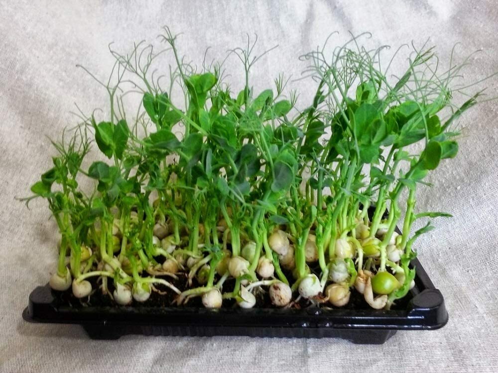 Green Pea Seeds for Sprouting Microgreens, "COOL BEANS n SPROUTS" Brand gallery