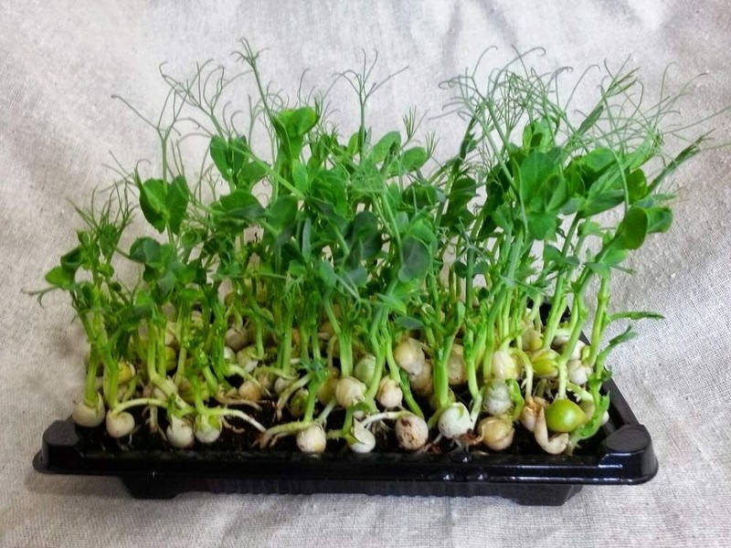Green Pea Seeds for Sprouting Microgreens, "COOL BEANS n SPROUTS" Brand gallery
